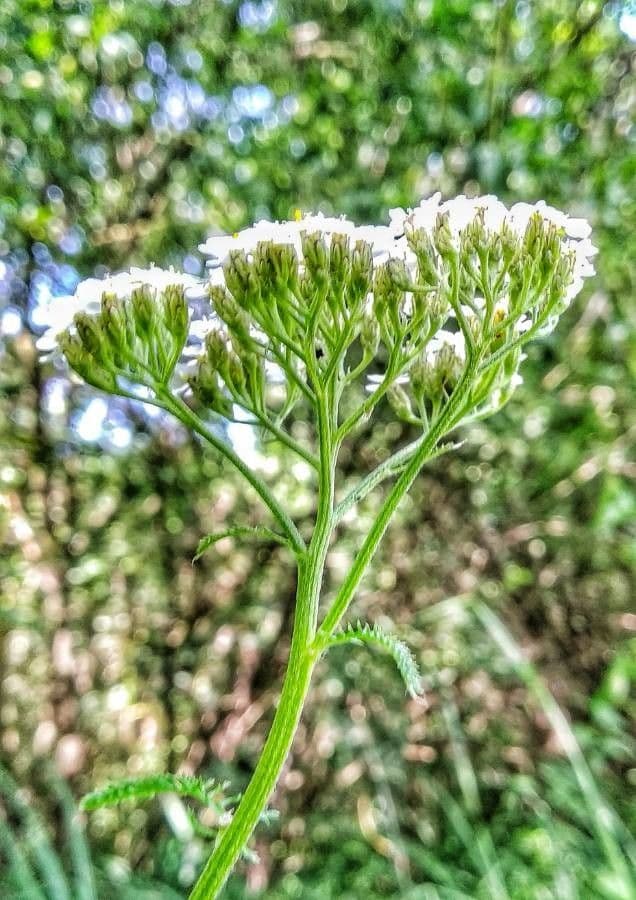 Achillée millefeuille 30