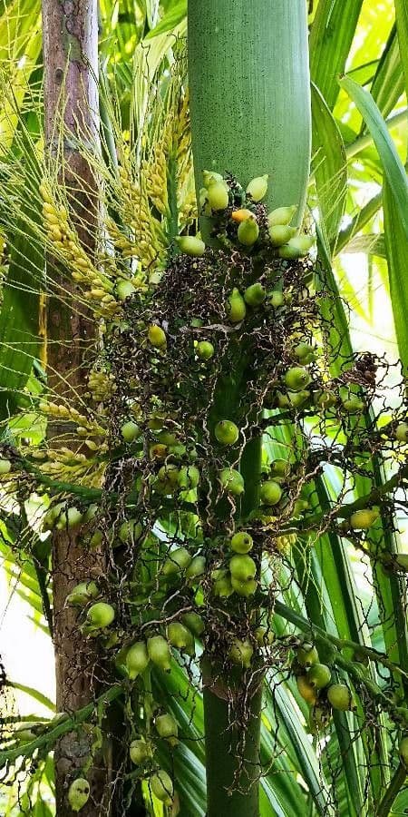 Areca 3