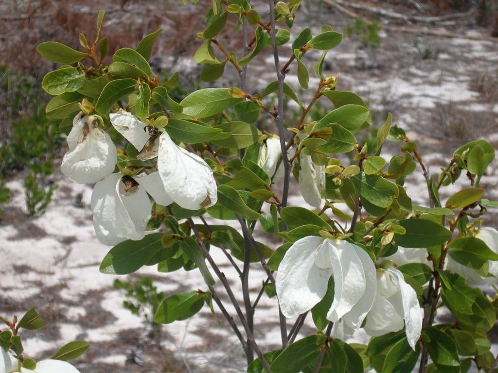 Asimina 6