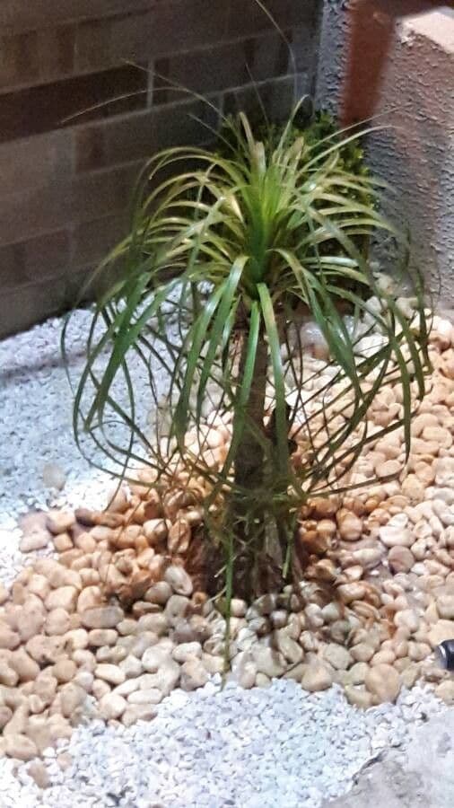 Beaucarnea 6