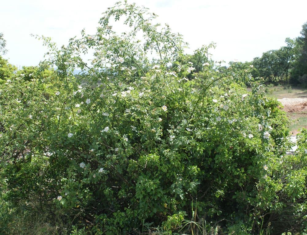 Corymb rose 15