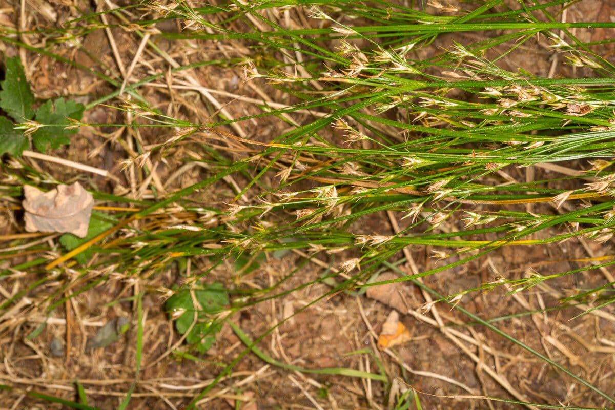 Giunco esile 23