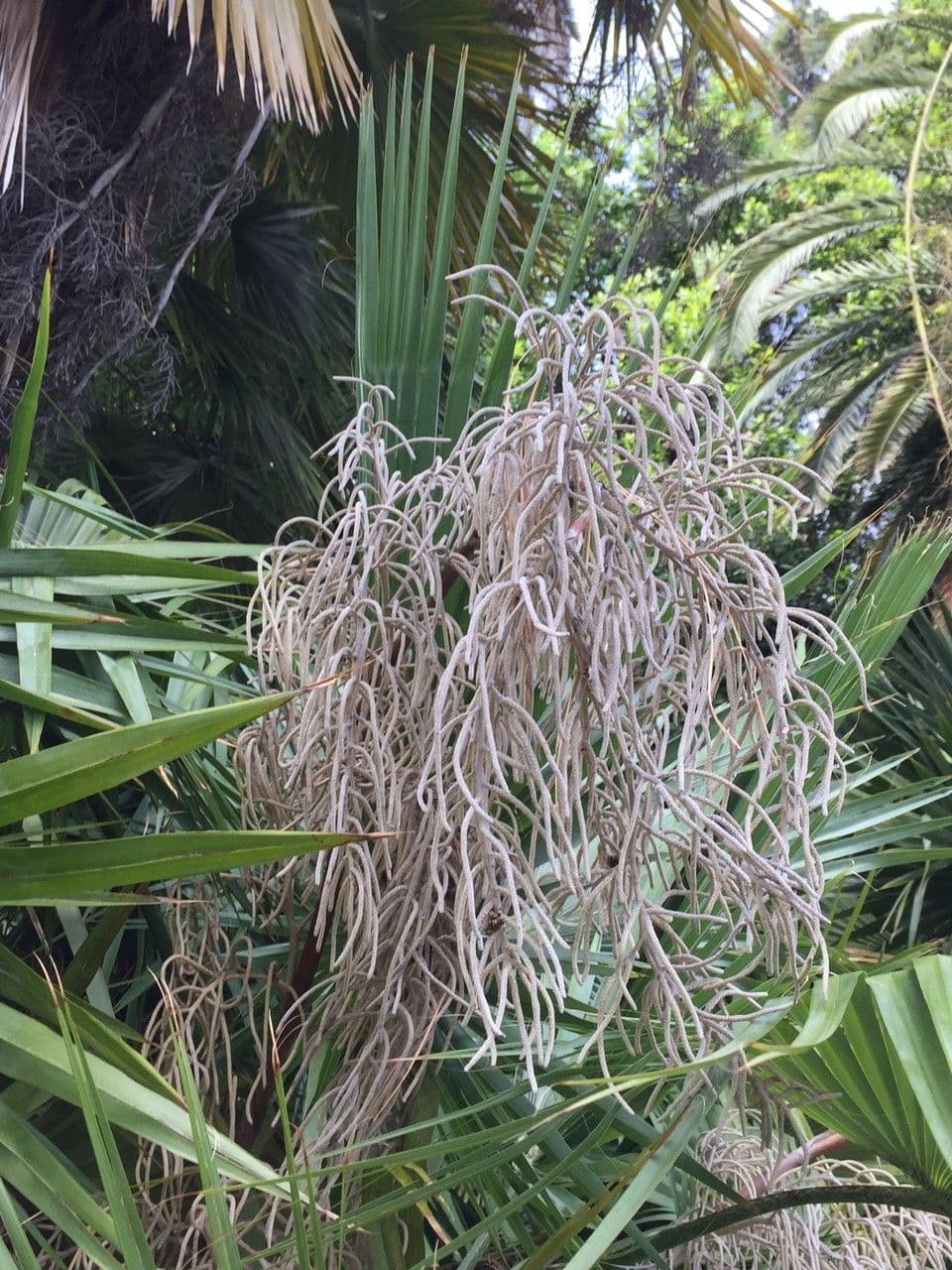 Brahea 8