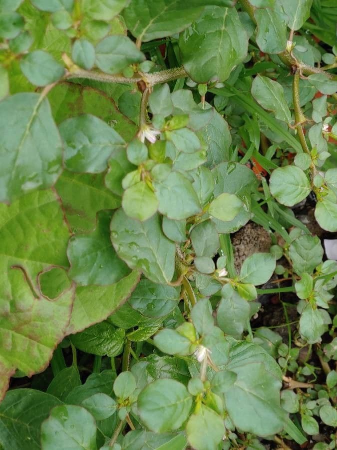 Trianthema portulacastrum