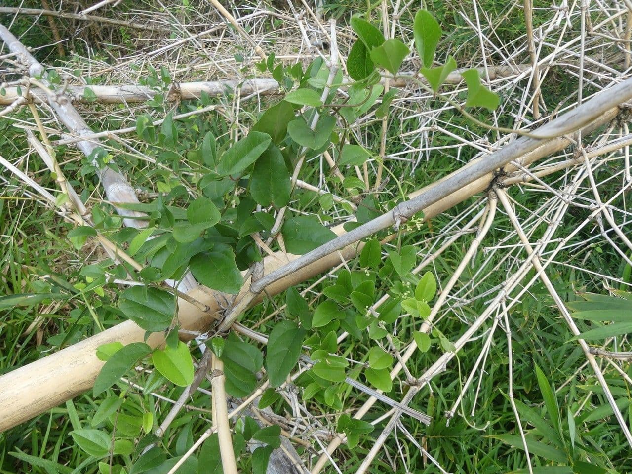 Cocculus orbiculatus 5