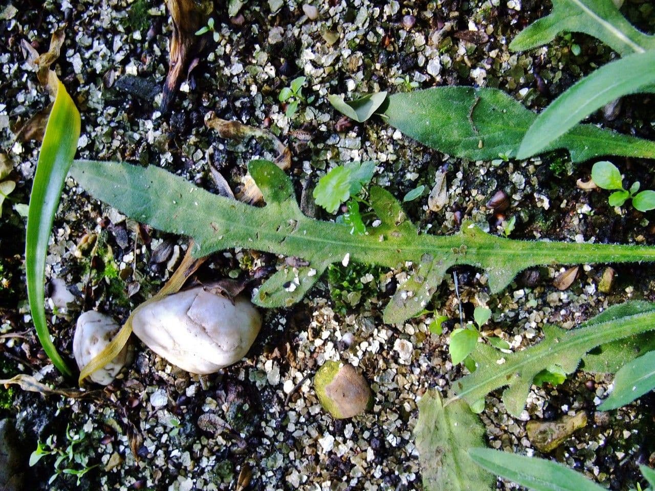 Centaurea nervée 24