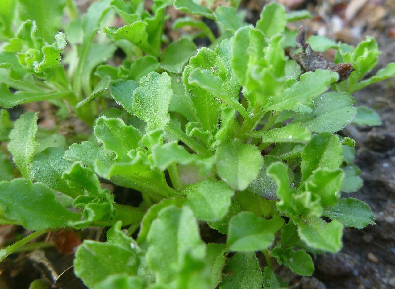 Legousia hybrida 9