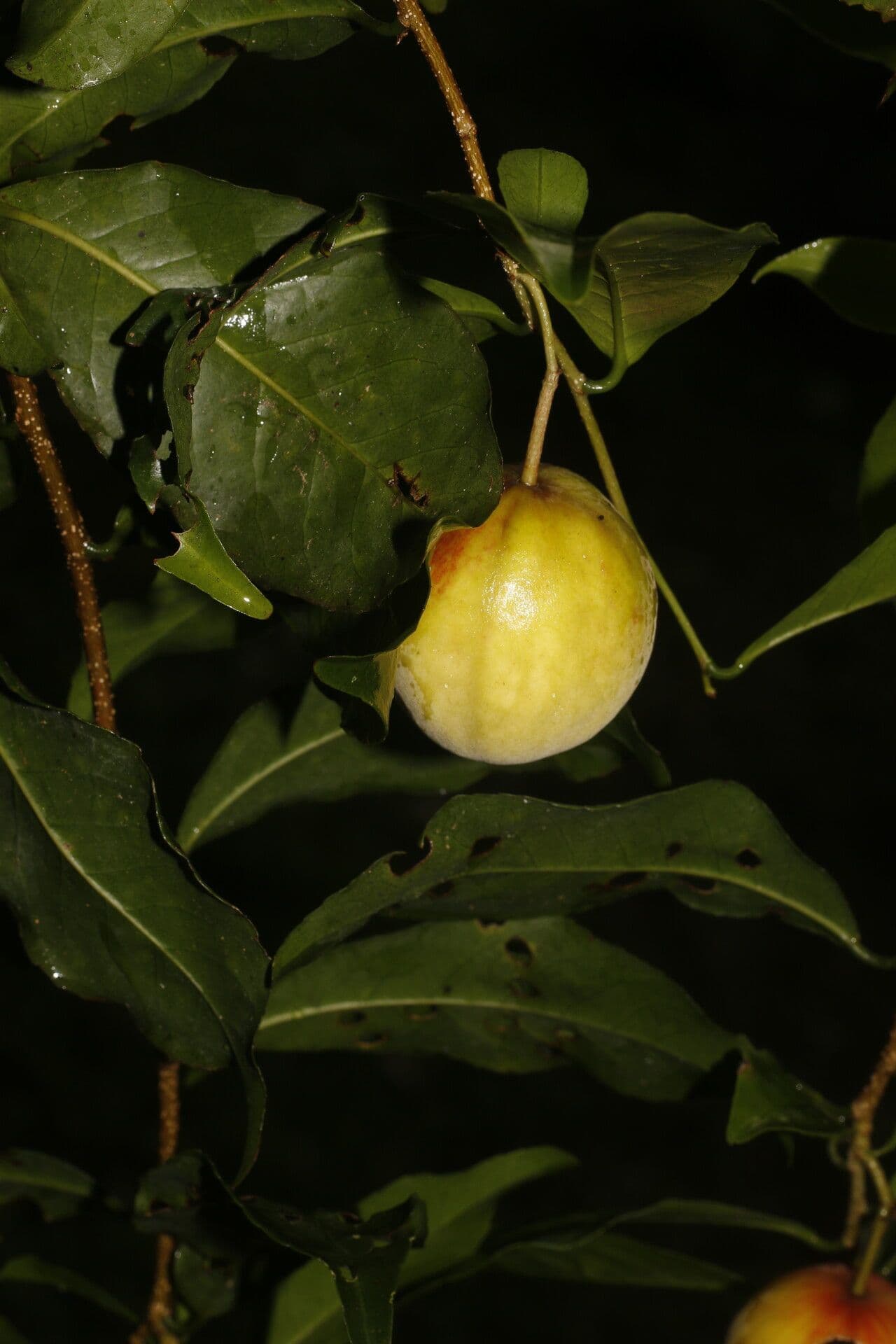 Casearia 4