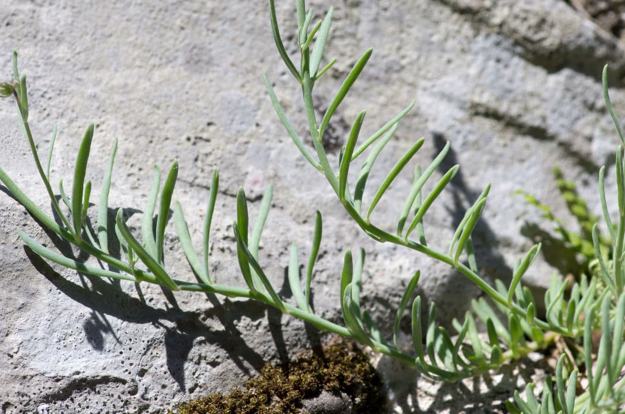 Linaria supina 26