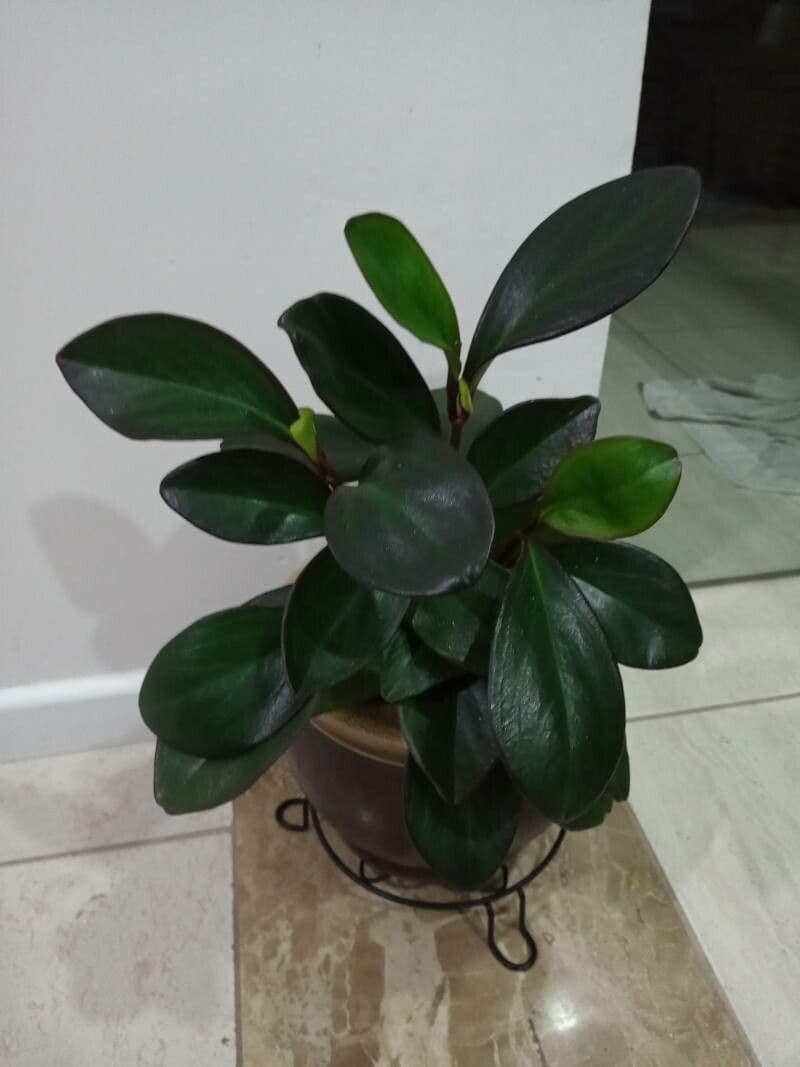 Peperomia 9