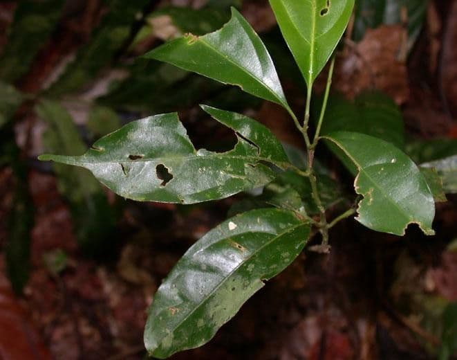 Ocotea cernua 13