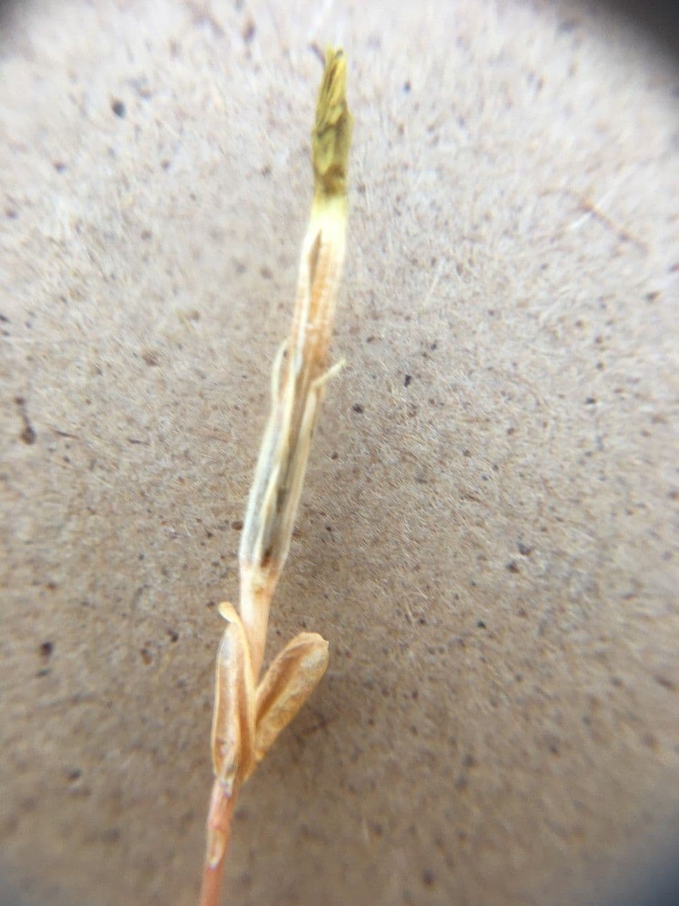 Cicendia filiformis