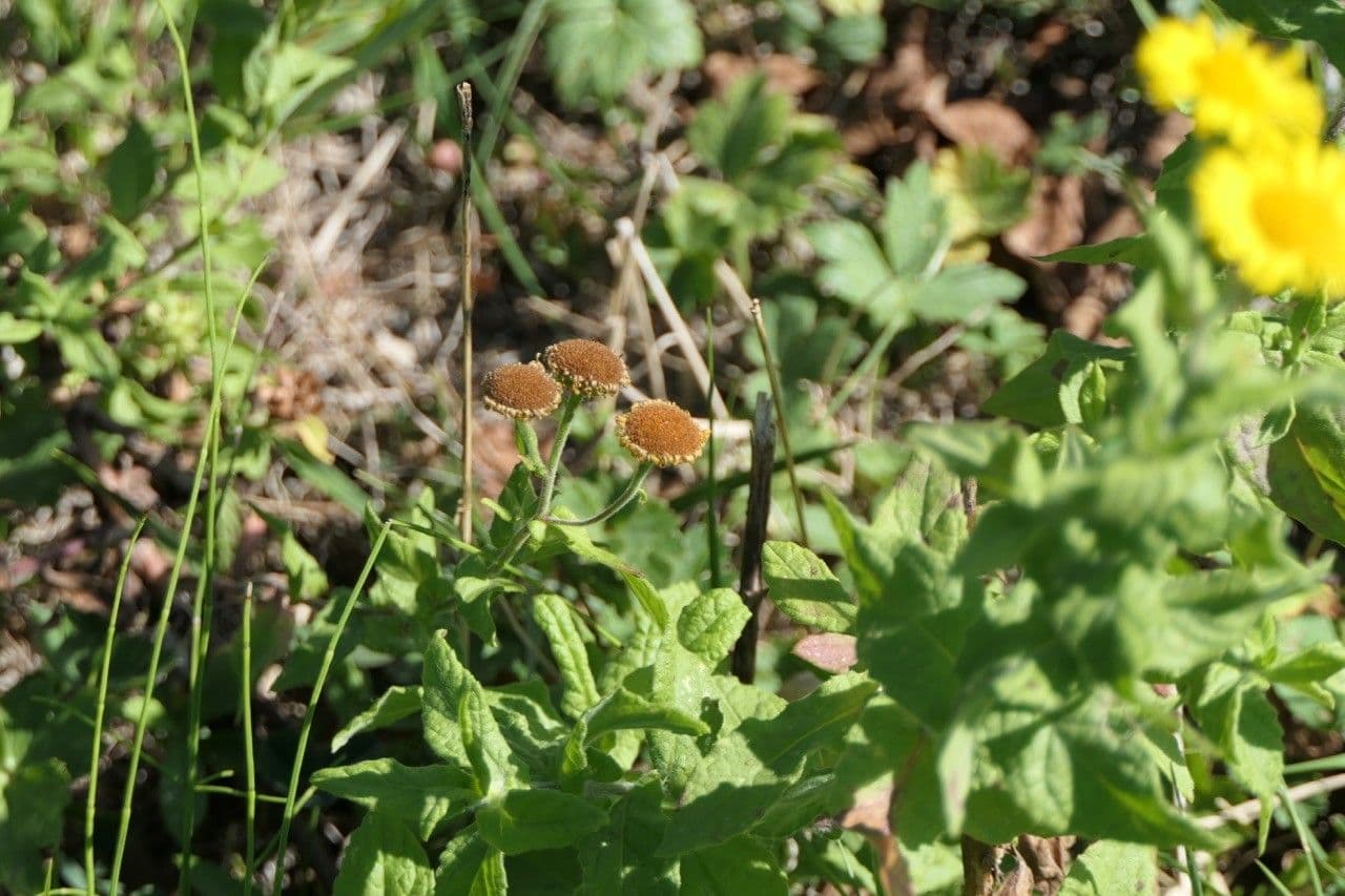 Plantain-leaf leopard's-bane 2