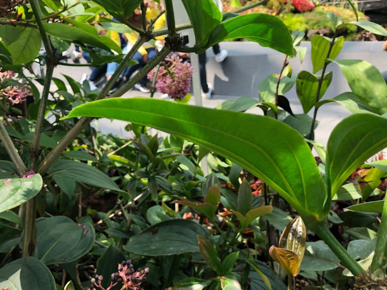 Medinilla 2