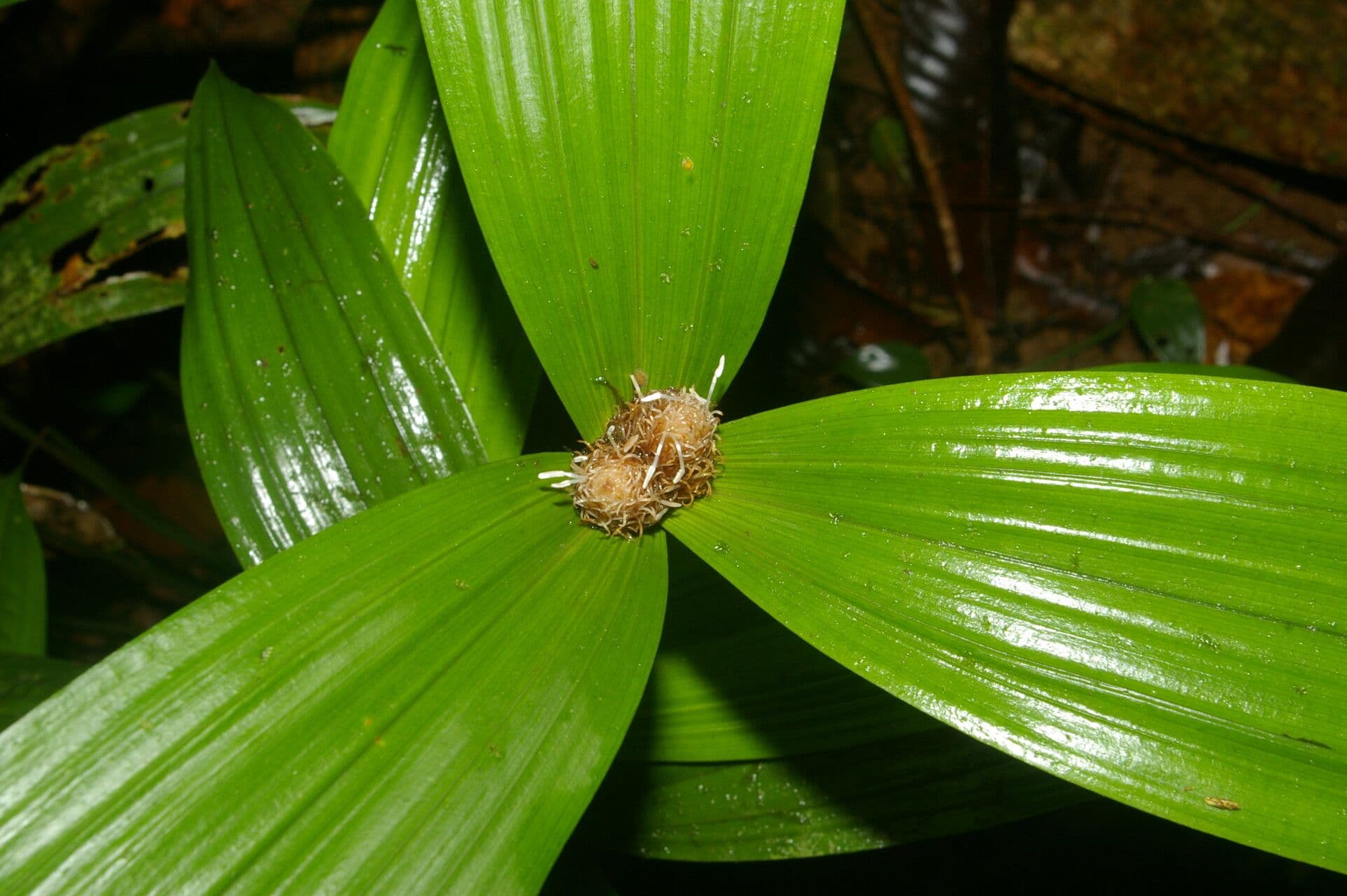 Mapania 12