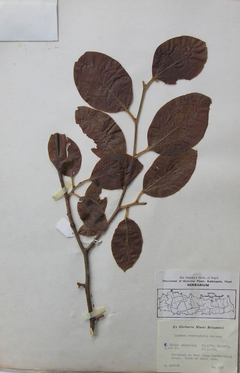 Lindera obtusiloba 15