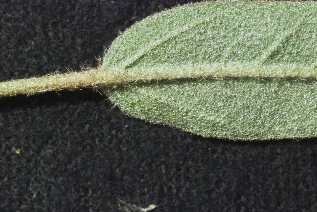 Croton capitatus 16