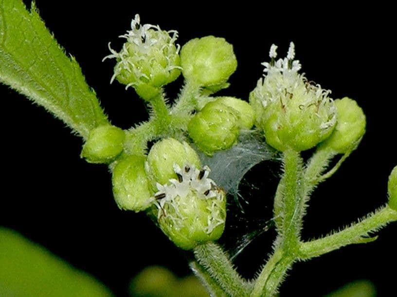 Clibadium eggersii