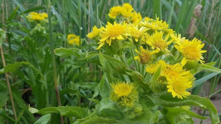 Tephroseris di palude 8