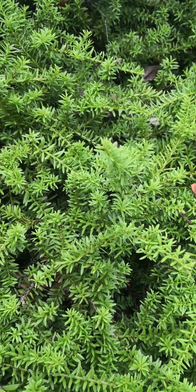 Podocarpus nivalis 10