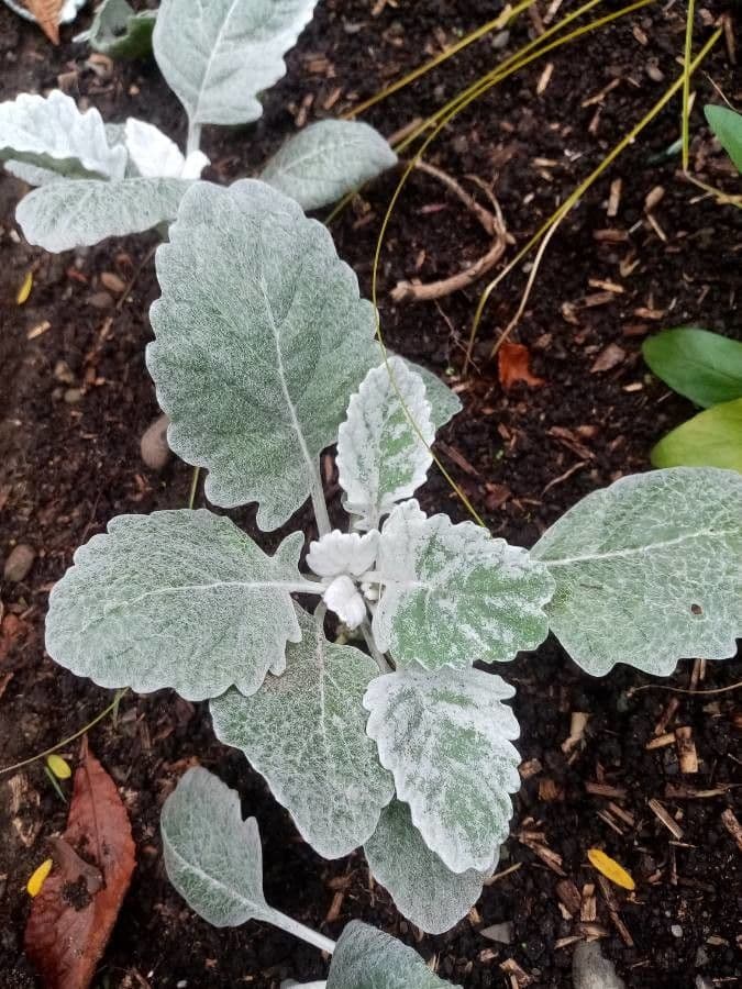 Salvia argentea 15