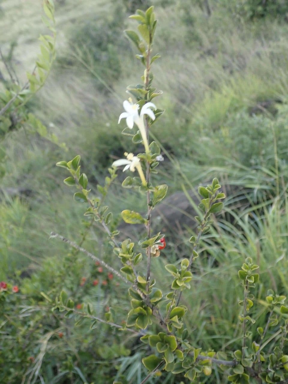 Turraea 7