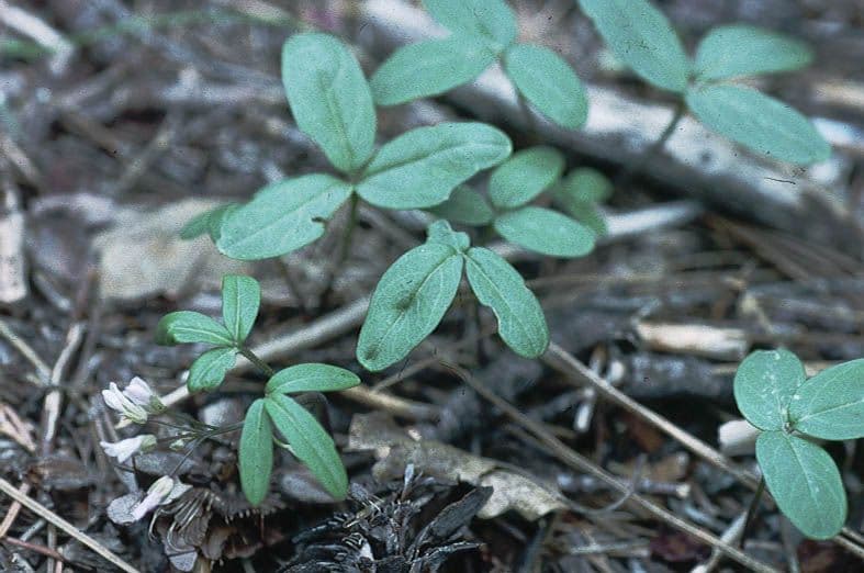 Cardamine di Nuttall 12