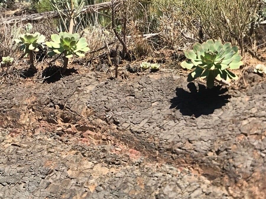 Aeonium 15