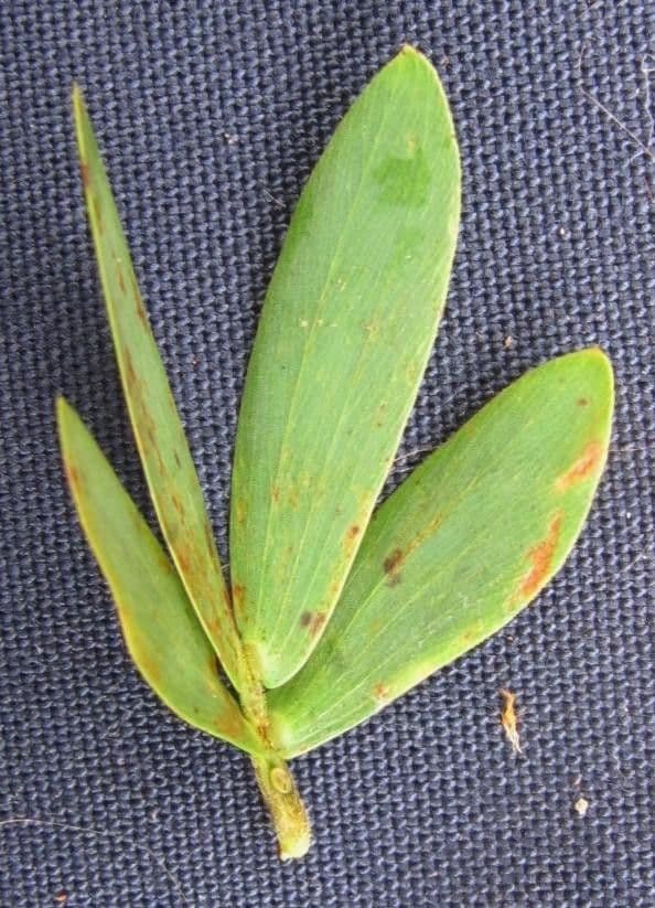 Desvauxs Mimose 15