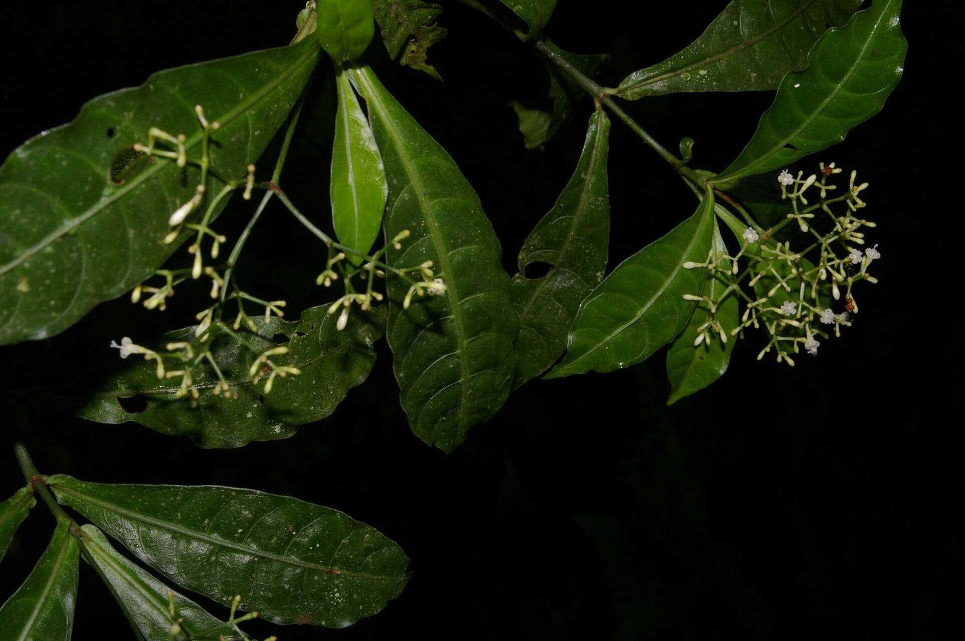 Psychotria 9