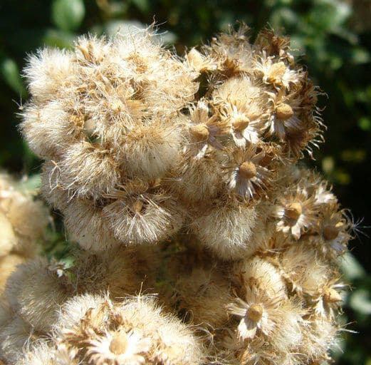 Baccharis 2
