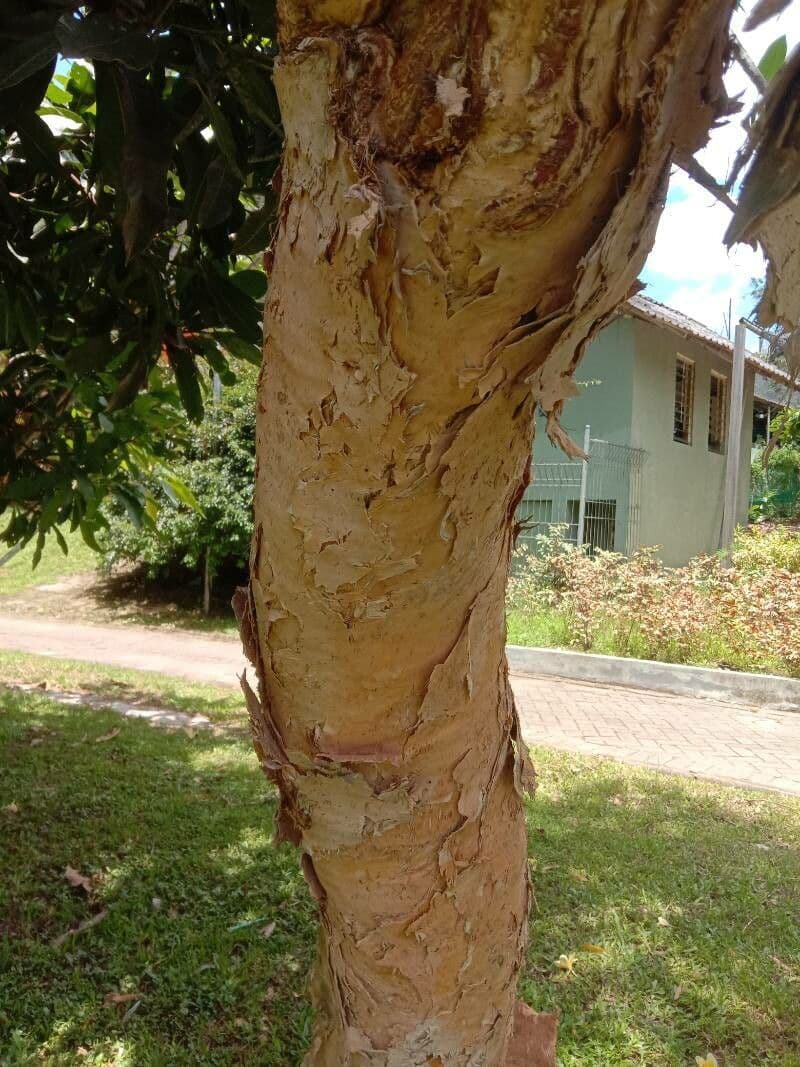 Acacia 15