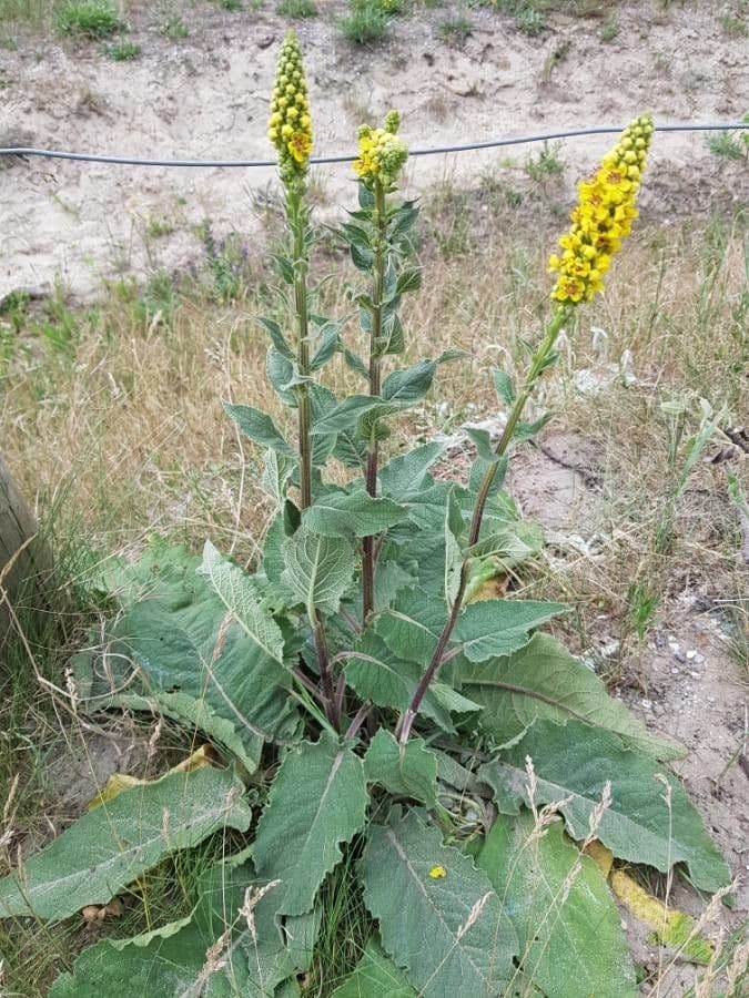 Verbasco phlomoides 11