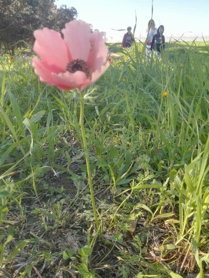 Kronen-Anemone 22