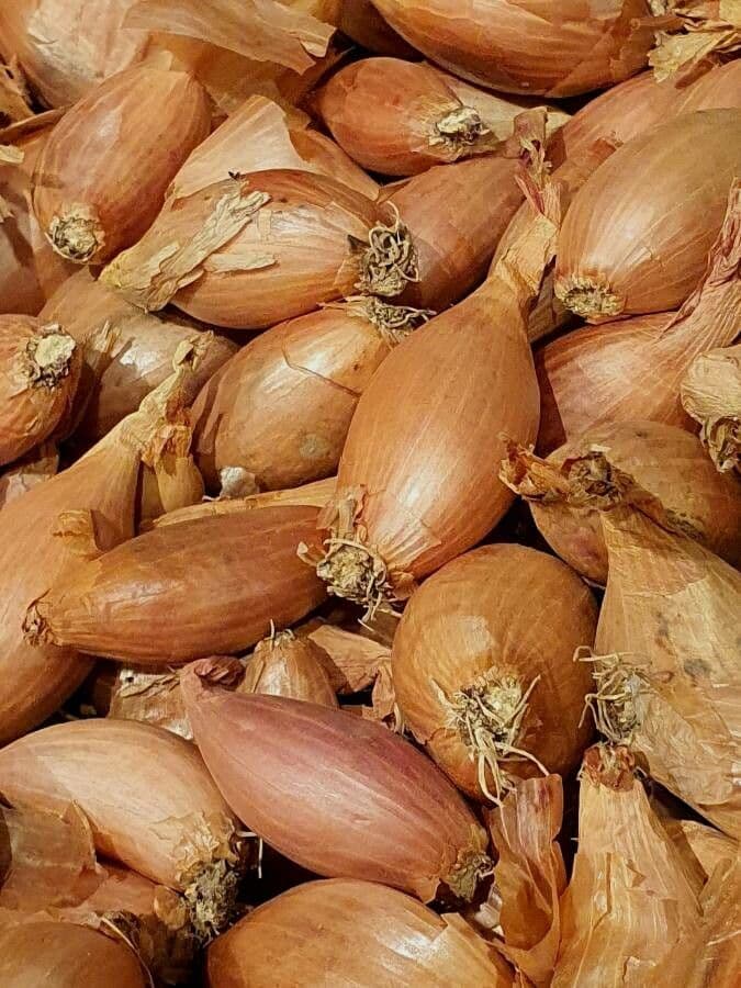 Scalogno 2