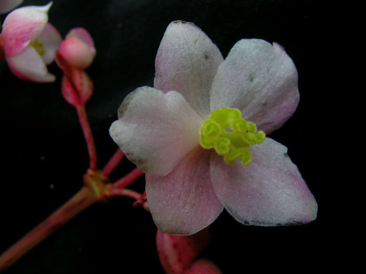 Begonia 3