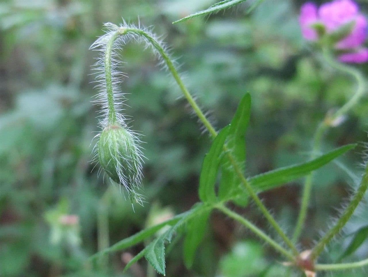 Géranium sanguin 24