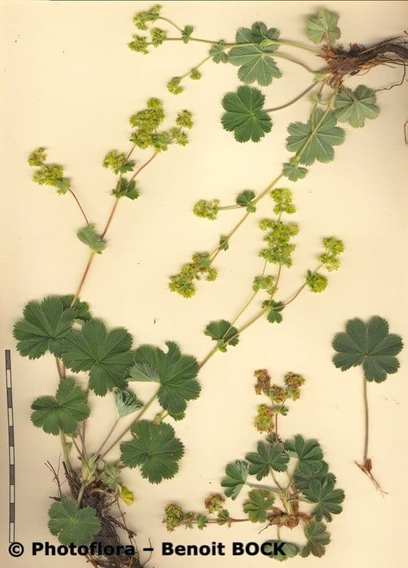 Alchemilla 20