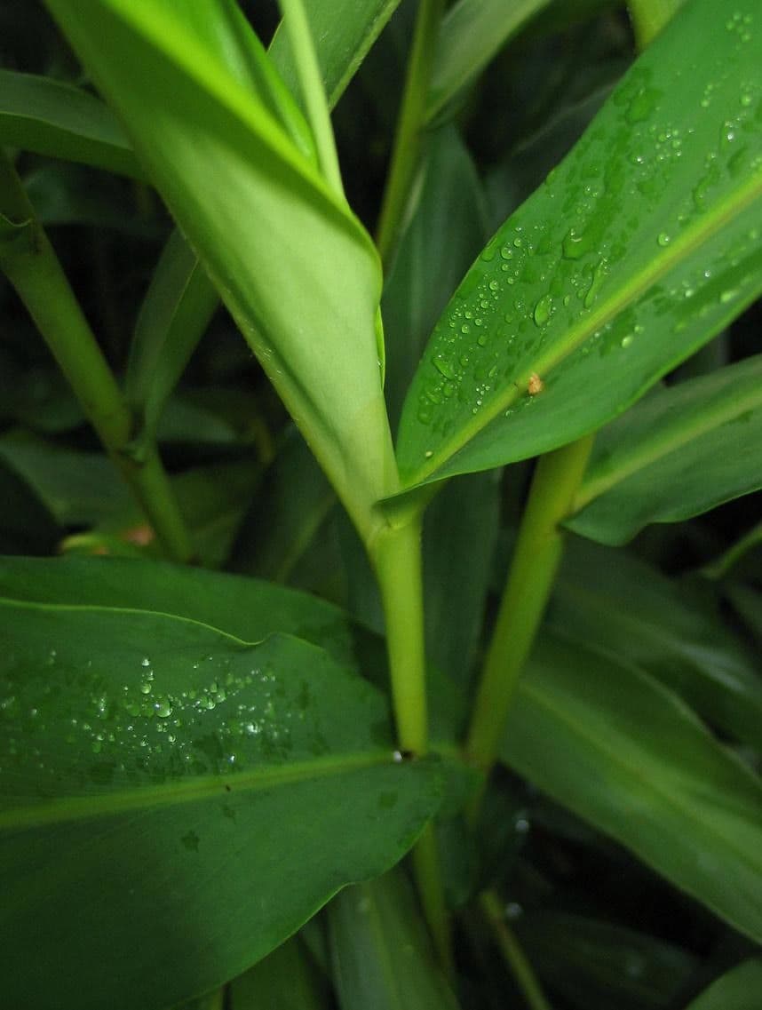 Hedychium coronarium 23