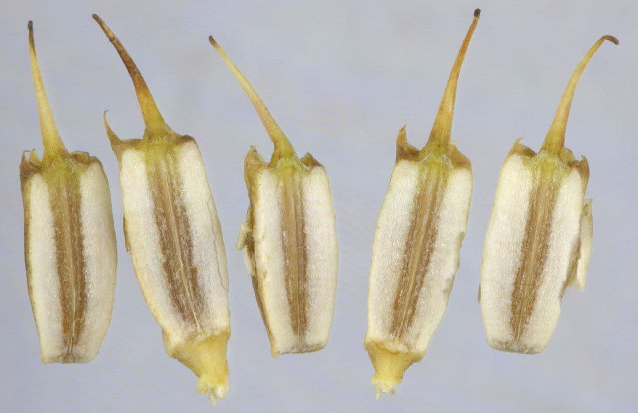 Oenanthe pimpinelloides