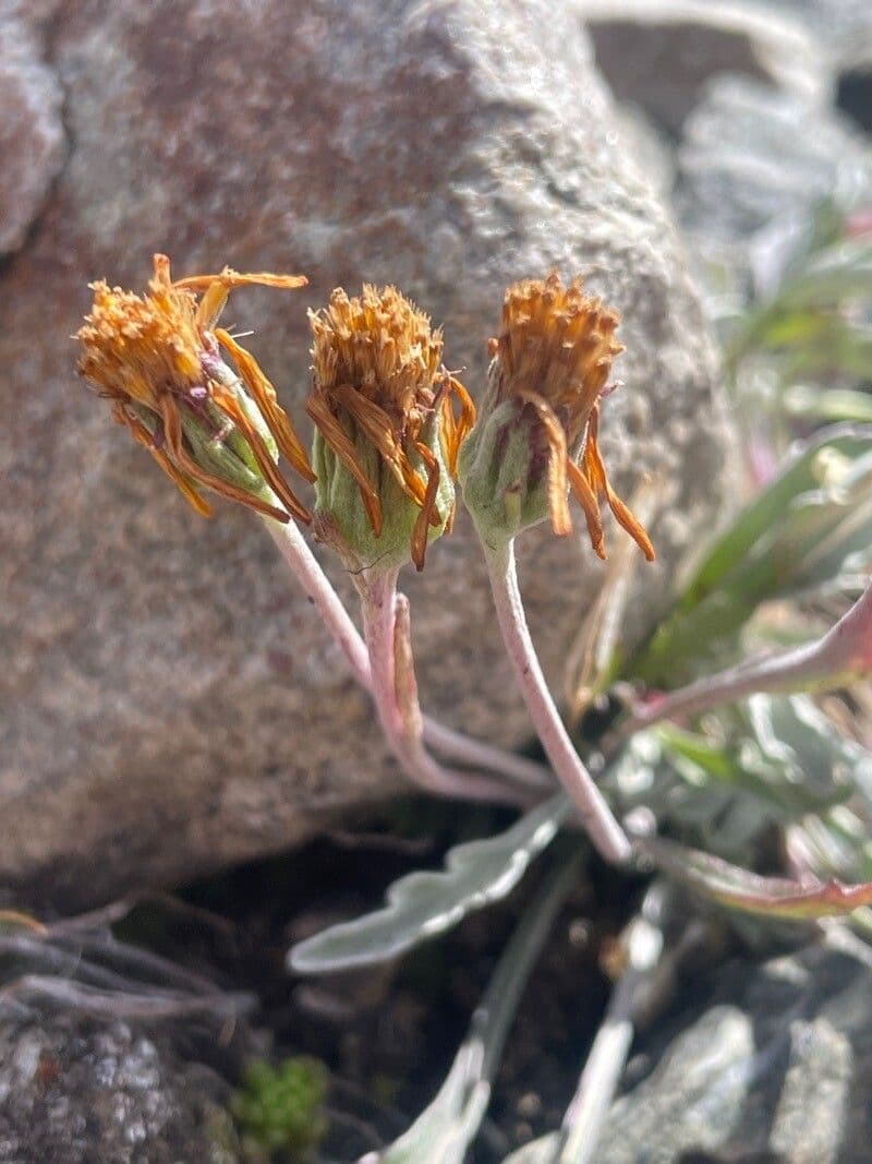 Senecio