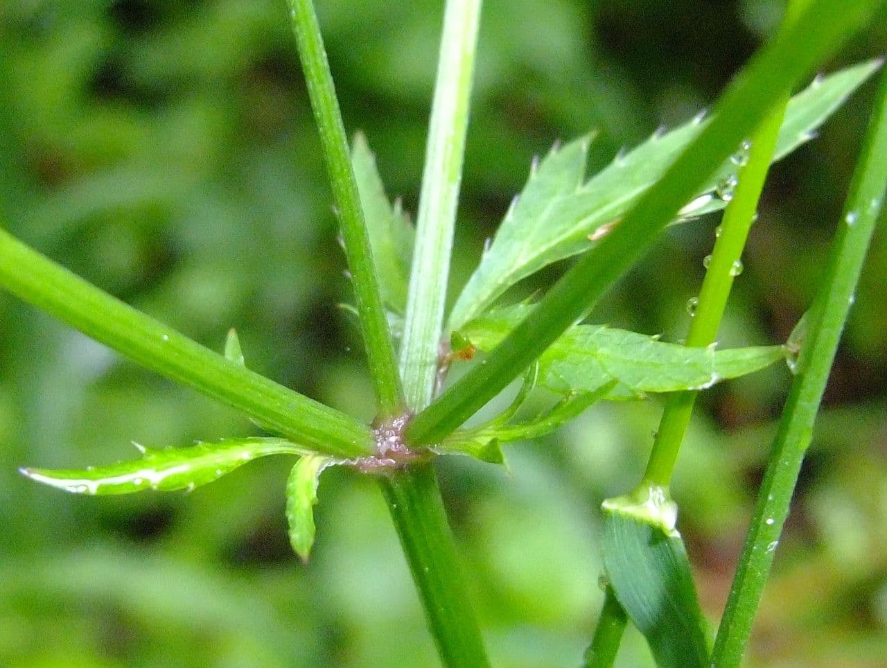 Sanikula 16