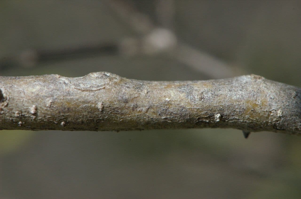 Schmalblättrige Steinlinde 25