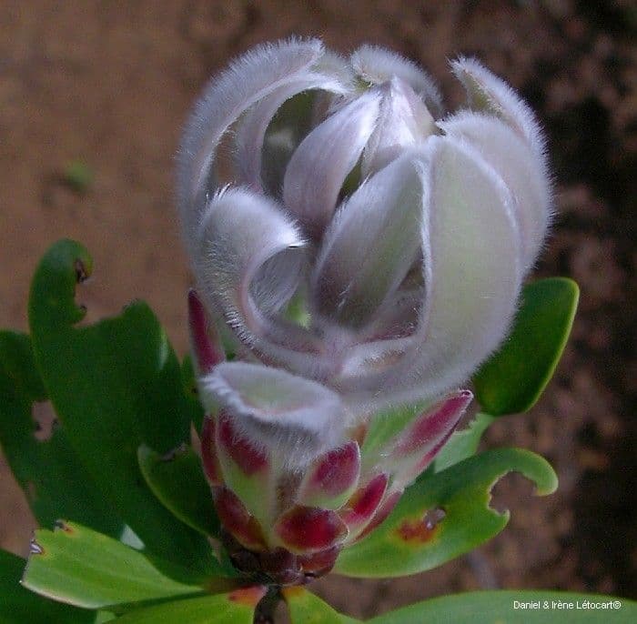Melaleuca 3