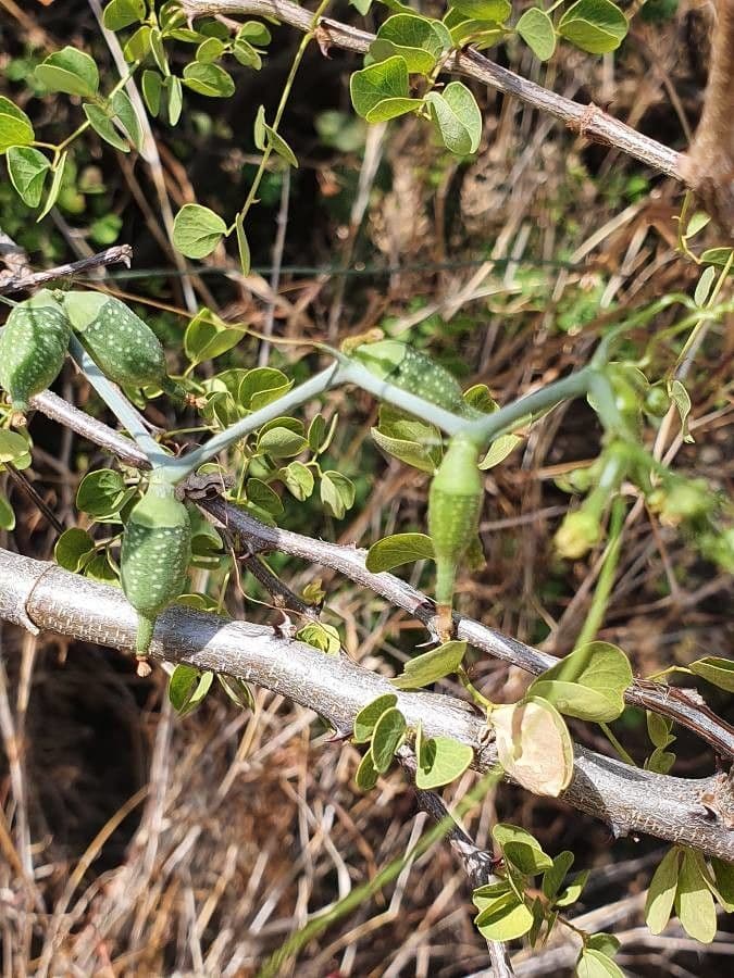 Corallocarpus