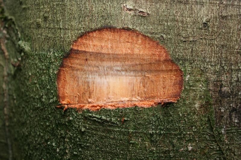 Spruce Cashew 11