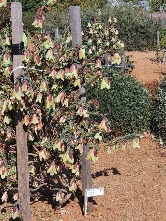 Pimelea 4