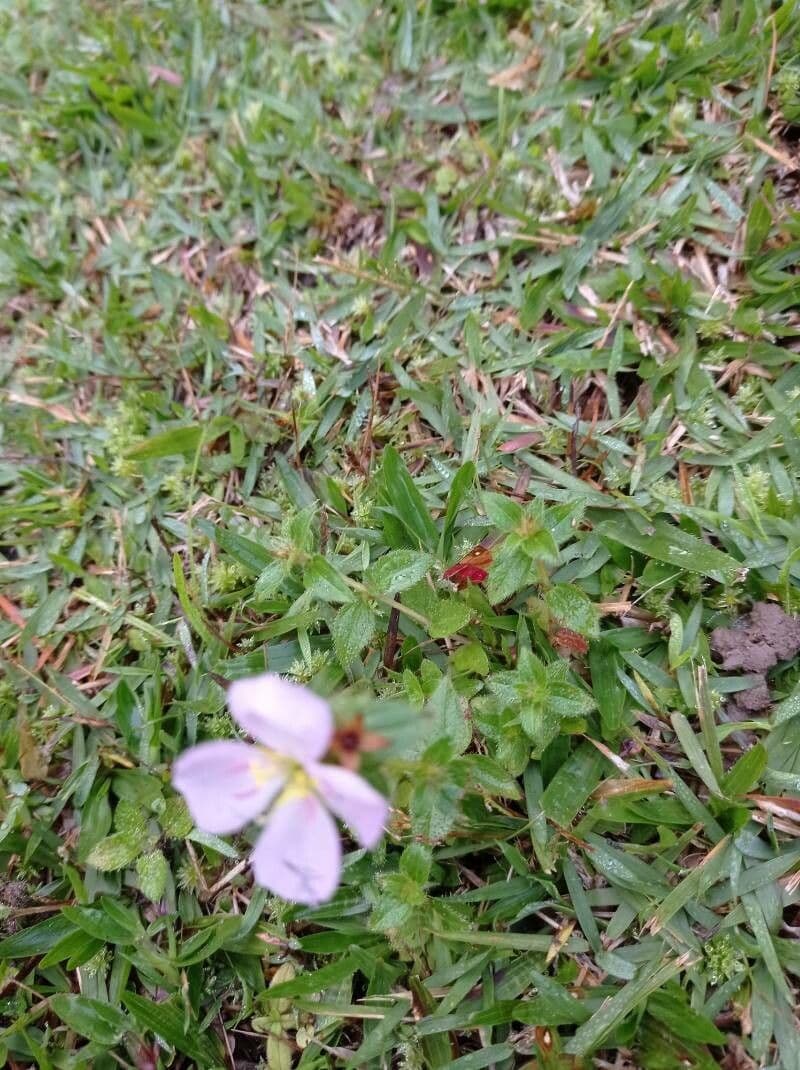 Falsa prateria 9