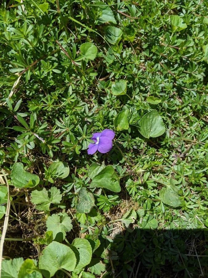 Viola americana 2