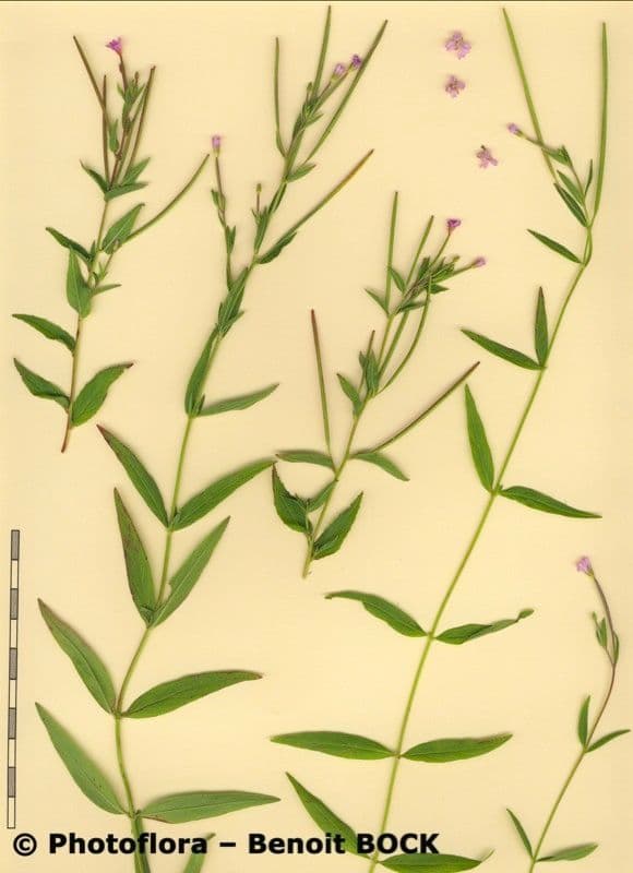 Sumpf-Weidenröschen 25